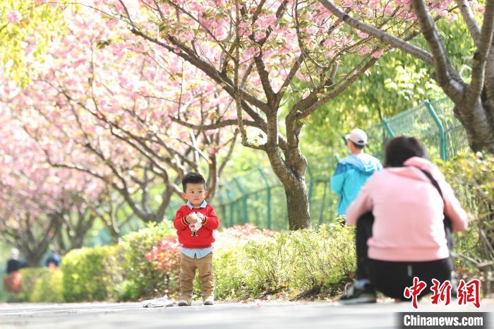 中国新闻网：上海首条落樱不扫道路：吸引市民打卡