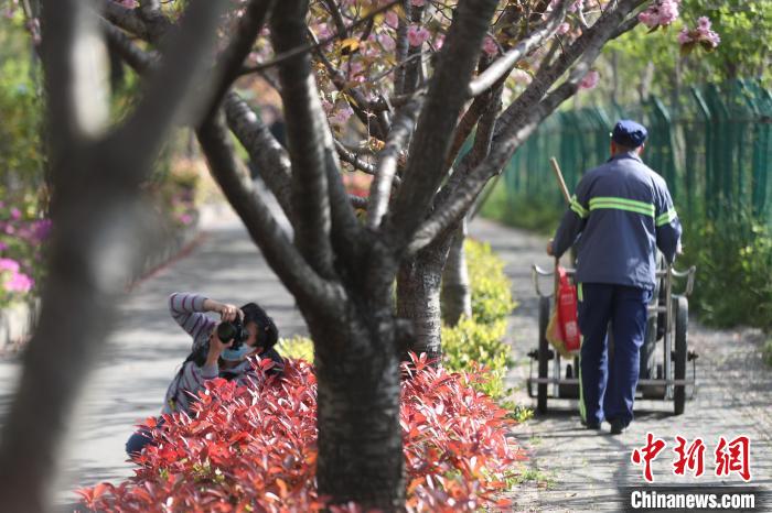 中国新闻网：上海首条落樱不扫道路：吸引市民打卡