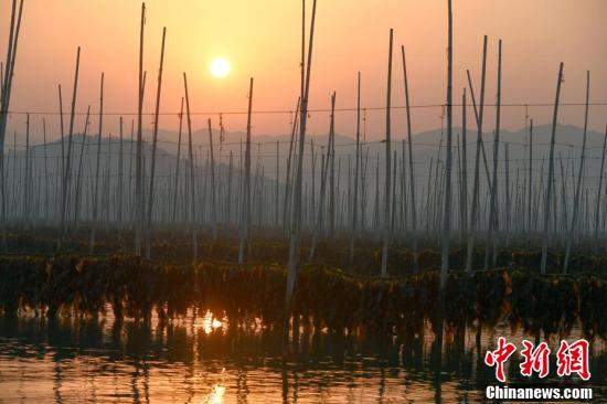 『中国新闻网』福建霞浦“海上牧场”迎来海带丰收季