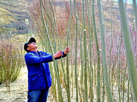 「玉树」那城 那人 那树