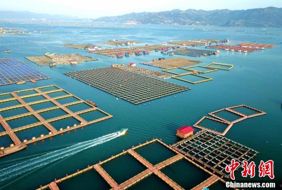 中国新闻网：福建霞浦“海上牧场”整齐壮观