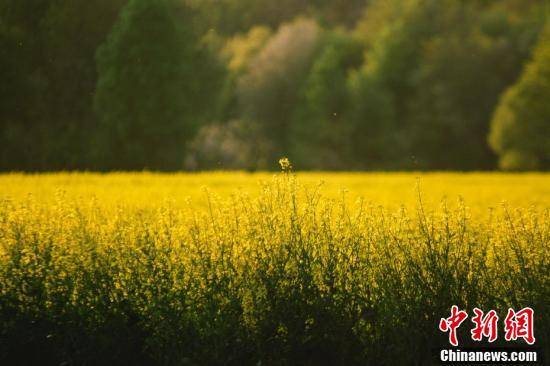 [中新网客户端]黄绿相间似油画，德国科隆油菜花盛开