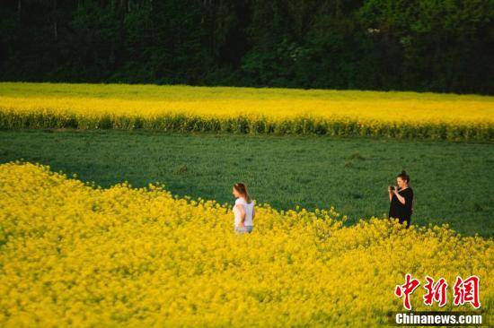 [中新网客户端]黄绿相间似油画，德国科隆油菜花盛开