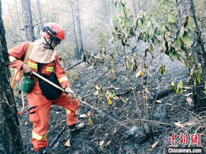 「森林」丽江龙蟠乡森林火灾明火已全线扑灭