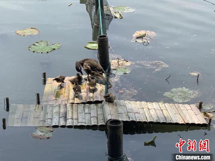 西湖@杭州西湖为鸳鸯宝宝搭桥 景区提醒游客勿扰