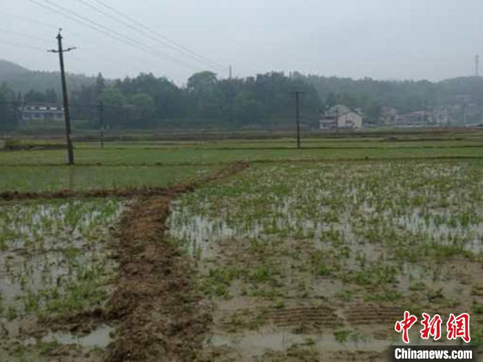 【冰雹】湖南桃江冰雹过后的春耕尽显“速度与温度”