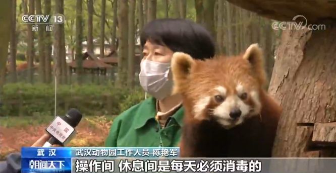武汉动物园今起有序恢复开放