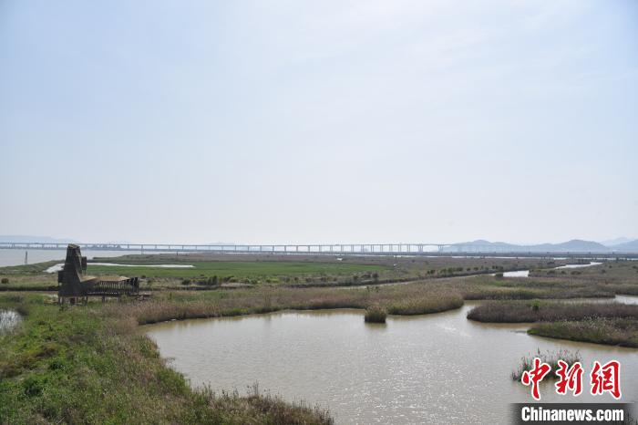 [湿地]浙江漩门湾湿地的“治与守”：让城市融入大自然