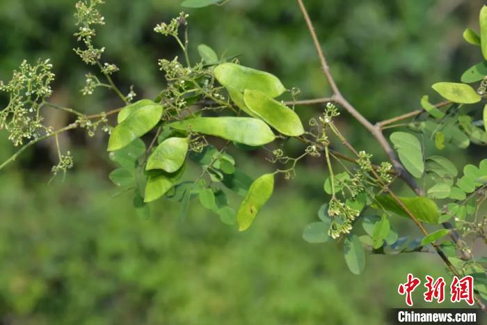 [研究]中国科研人员发现缅甸豆科植物多个新记录种