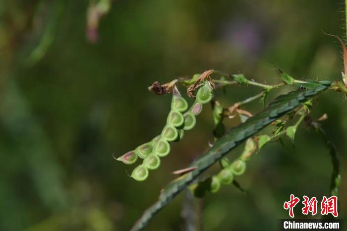 [研究]中国科研人员发现缅甸豆科植物多个新记录种