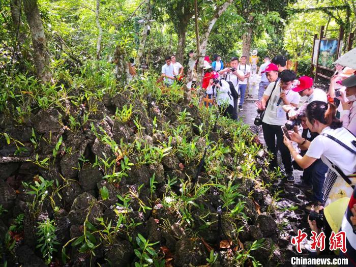 「海口」“五一”非琼籍小车过海费减免 海口推出系列旅游消费活动