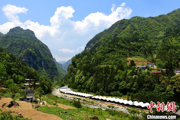 茶山湖北恩施：“小香菇”撑起乡村致富“大产业”