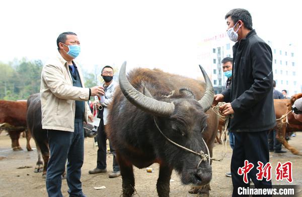 贵州最大肉牛交易市场第一季度交易额2.2亿元贵州最大肉牛交易市场第一季度交易额2.2亿元