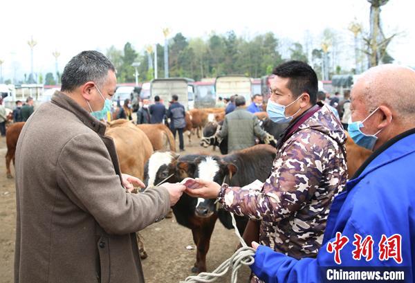 贵州最大肉牛交易市场第一季度交易额2.2亿元贵州最大肉牛交易市场第一季度交易额2.2亿元