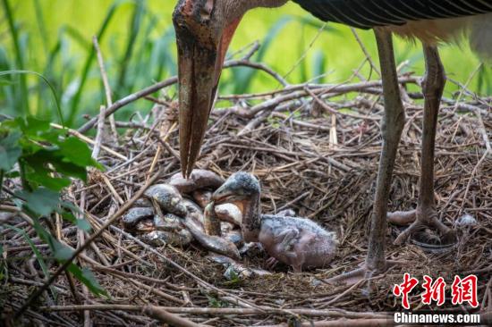 中国新闻网母亲节：动物妈妈舐犊情深