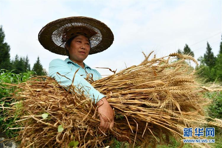 贵州思南：收获冬小麦贵州思南：收获冬小麦