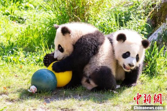 中国新闻网竹子供应未受疫情影响，旅德大熊猫状态良好