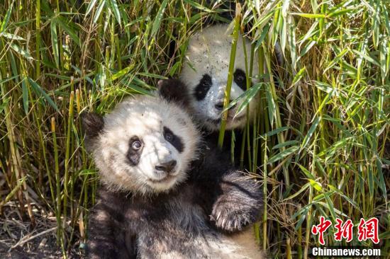 中国新闻网竹子供应未受疫情影响，旅德大熊猫状态良好