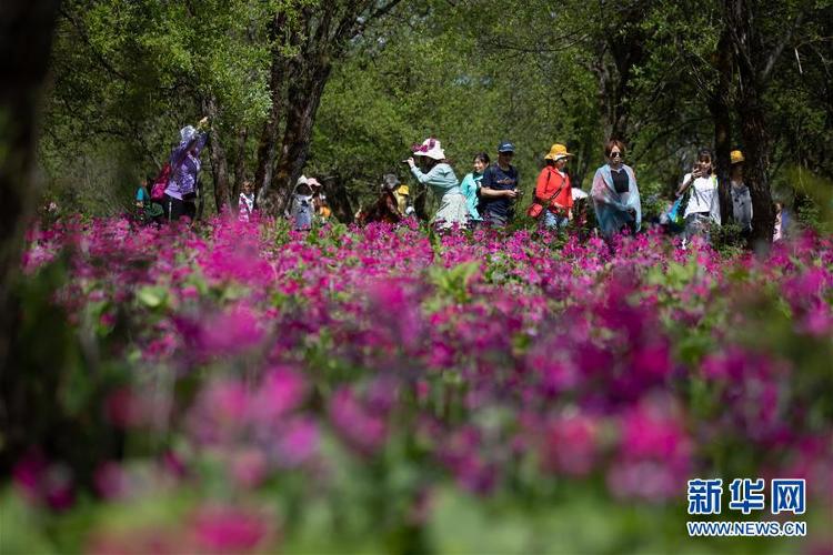 新华网四川汉源：报春花开红艳艳