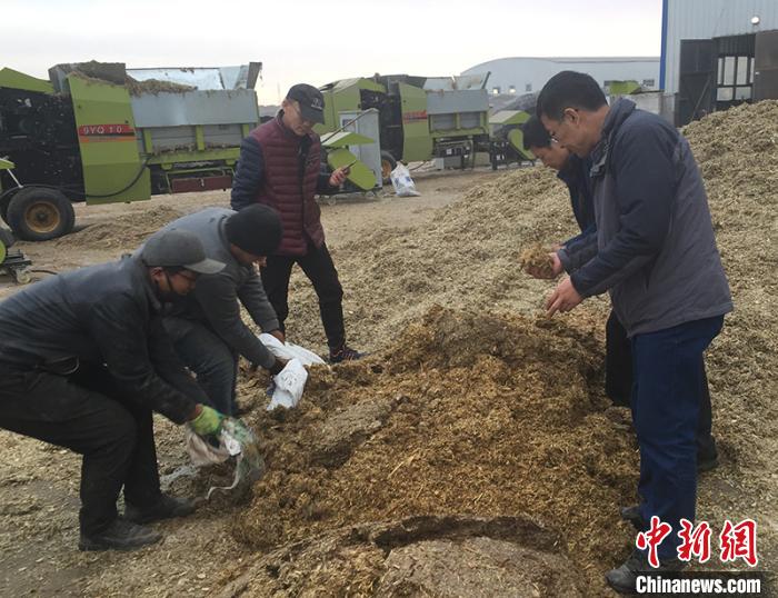 饲草 新疆：棉花秸秆微贮技术助农牧民脱贫致富