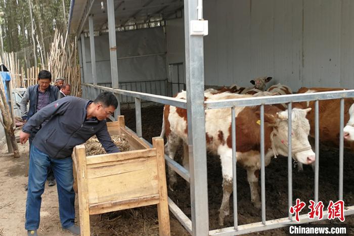 饲草 新疆：棉花秸秆微贮技术助农牧民脱贫致富