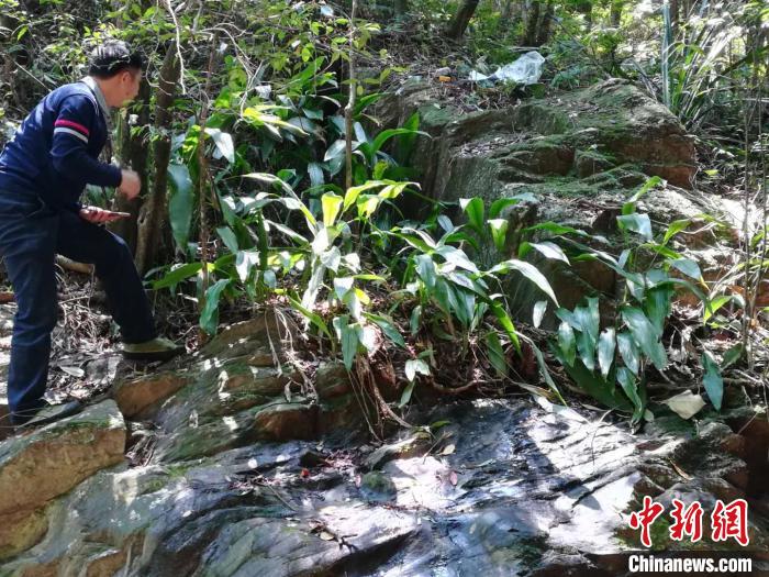 保护 曾认为已灭绝 广东茂名发现珍稀濒危植物兰花蕉群落