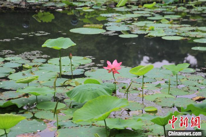 西湖杭州西湖荷花首开 “映日荷花别样红”已在期待中