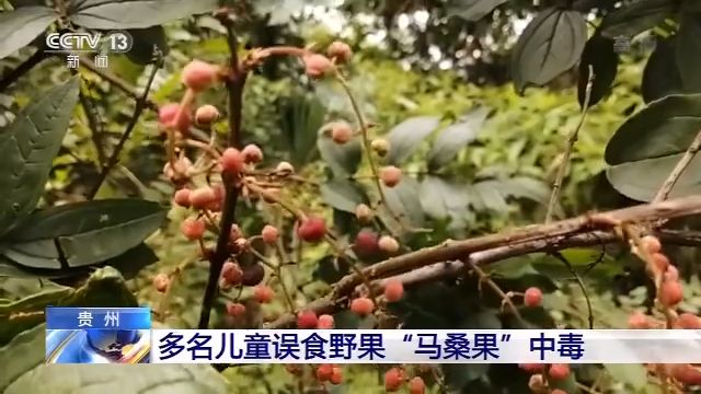 中毒路边野果不要采！多名儿童误食野果“马桑果”中毒