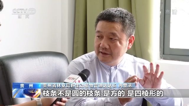 中毒路边野果不要采！多名儿童误食野果“马桑果”中毒