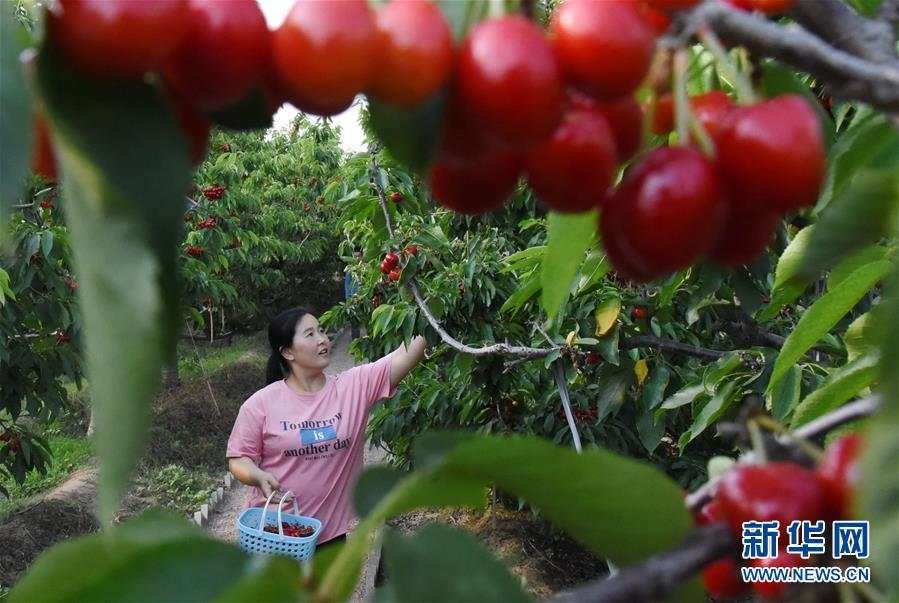 河北曲周：生态农旅融合河北曲周：生态农旅融合 鼓起农民“钱袋子”