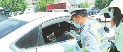 安全带 武汉交警全市一百个路口检查“一盔一带”