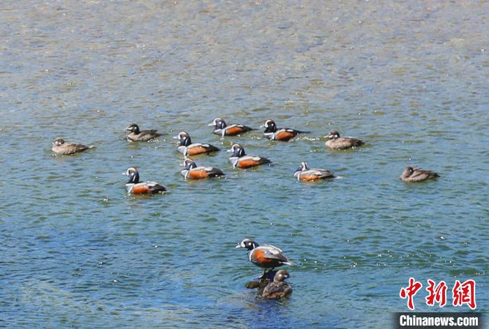 中国国内罕见动物丑鸭成群频现“中国最冷小镇”