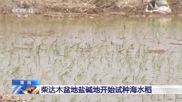 水稻青海柴达木盆地盐碱地开始试种海水稻