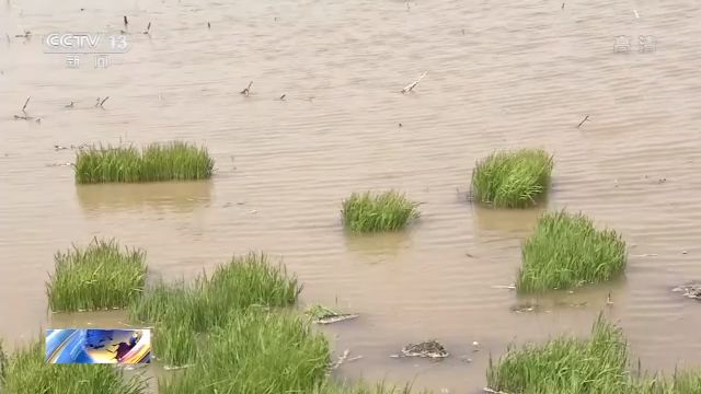 水稻青海柴达木盆地盐碱地开始试种海水稻