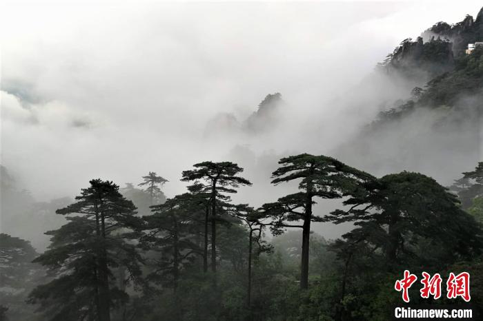 中国新闻网安徽黄山流云泻雾景色壮观