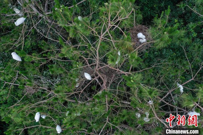 成群鹭鸟现身湖北宜都成群鹭鸟现身湖北宜都 觅食嬉戏成景观