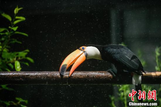 天津高温来袭天津高温来袭 动物清凉度夏