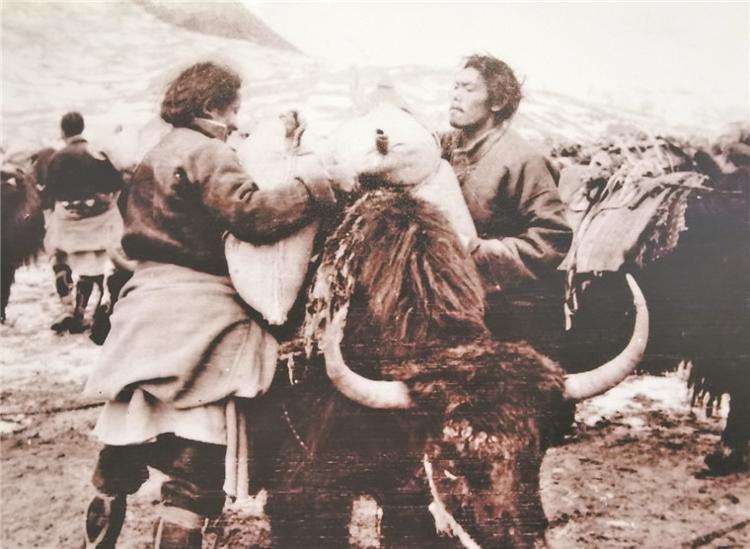 上世纪五六十年代，西藏民兵拉着牦牛为部队运送物资。（资料图）