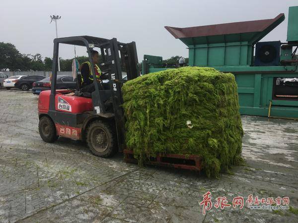 浒苔提前到来 青岛早介入精细管 陆域 打浒 战全面开启 山东新闻 大众网