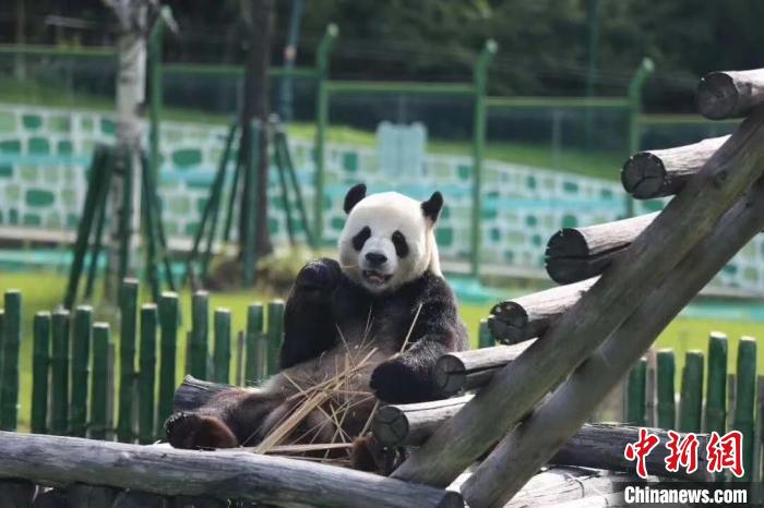 熊猫 中国最北熊猫馆开馆 国宝结束“居馆隔离”亮相