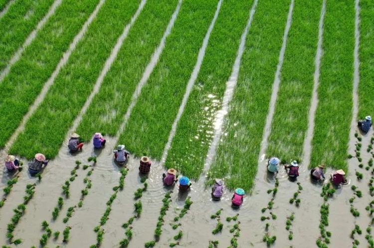 人民日报经济社会|南方暴雨，会影响我们的米袋子菜篮子吗？