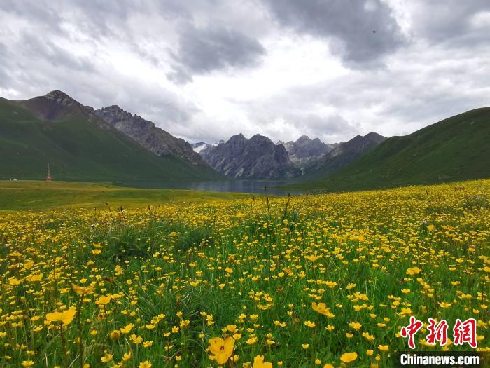 中国新闻网|监测显示：6月青海省草地产草量较近五年略增