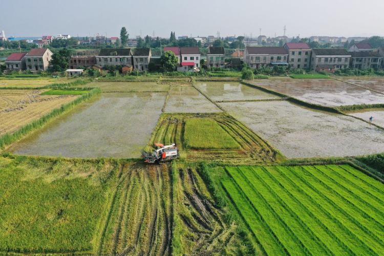 新华社|洞庭湖畔打响粮食保卫战