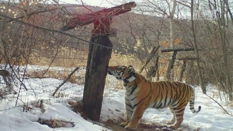 图为俄罗斯雌性东北虎“拉佐夫卡”。视频截图