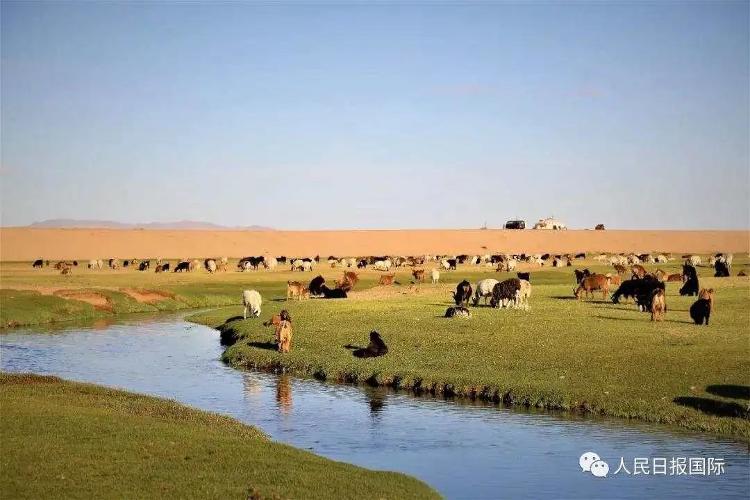 蒙古国30000只羊，长成这样了！