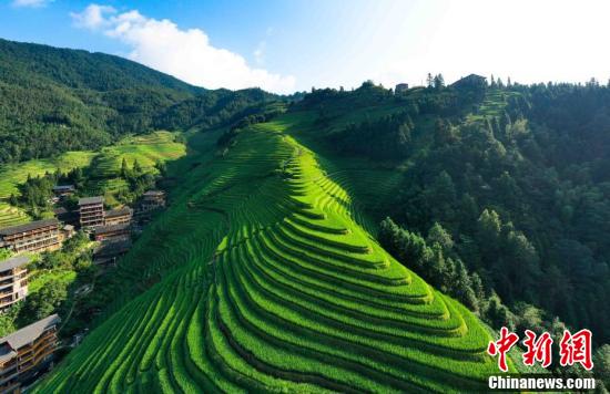 中国新闻网|广西龙胜：绿染梯田引游人