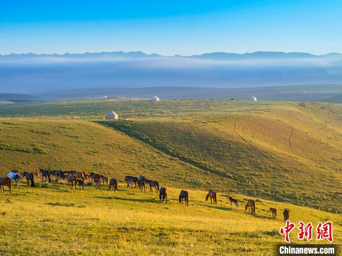 中国新闻网|新疆昭苏秋牧美景展现良好草原生态