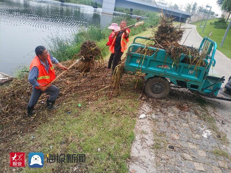 河道圖片膠州市設(shè)備局環(huán)衛(wèi)處河流“美容師”：用汗水防守河流潔白(圖5)