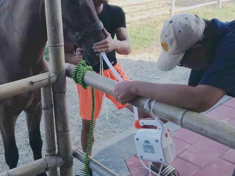 澎湃新闻移动端|福建晋江下海救人的第三匹英雄马“将军”已经痊愈