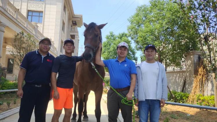 澎湃新闻移动端|福建晋江下海救人的第三匹英雄马“将军”已经痊愈